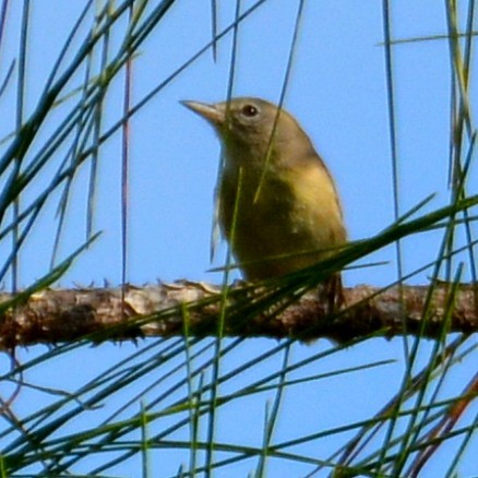 Красношапочная древесница - ML646526530