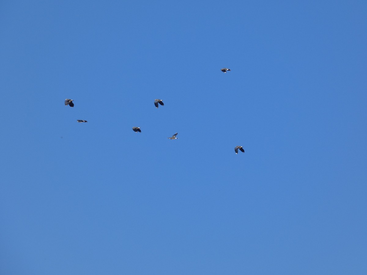 Northern Lapwing - ML646526531