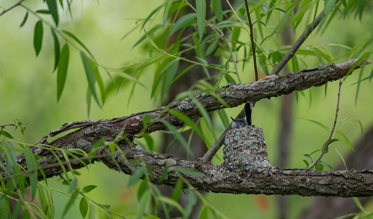 Blue-gray Gnatcatcher - ML646526538