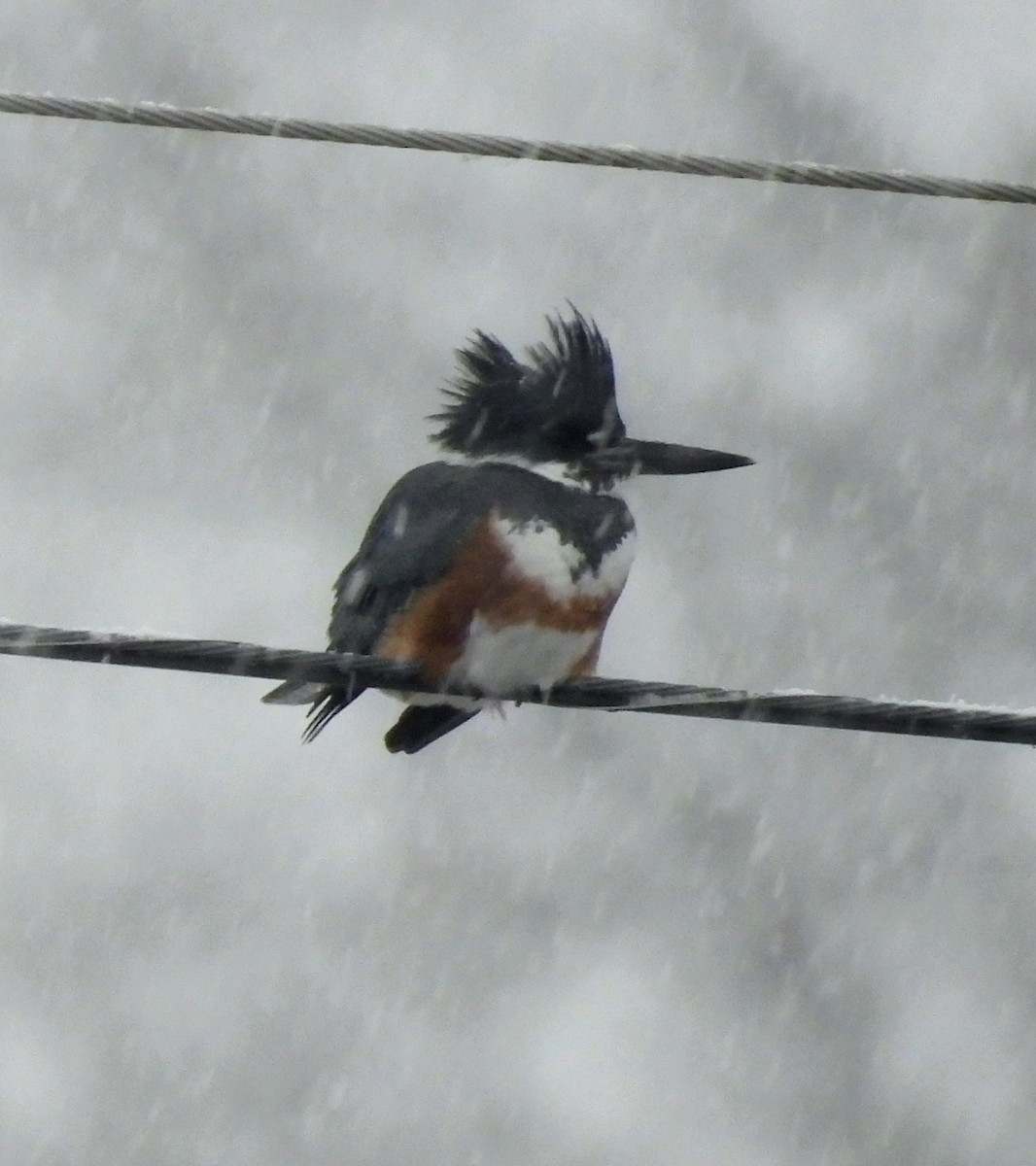 Belted Kingfisher - ML646526539