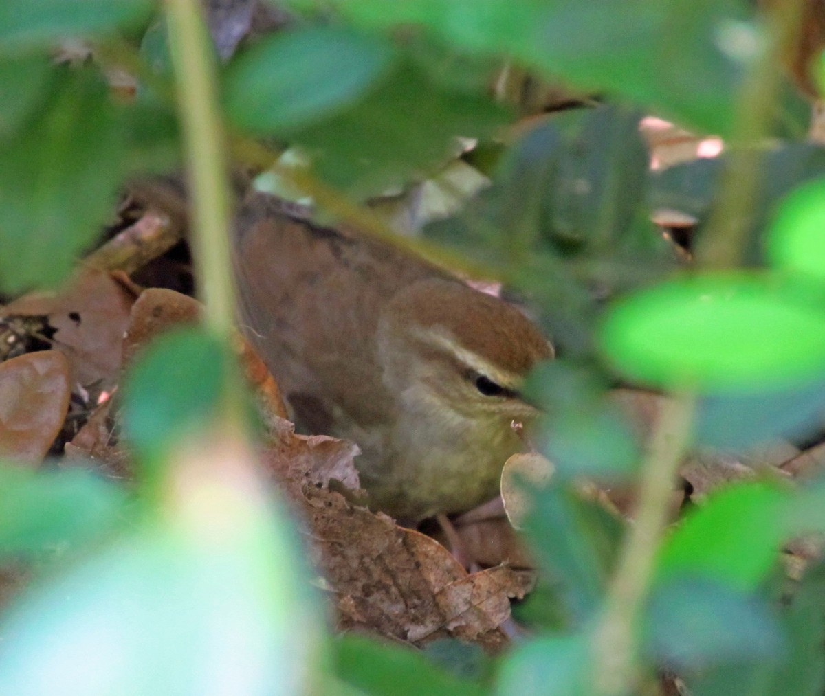 Swainson's Warbler - ML646526541