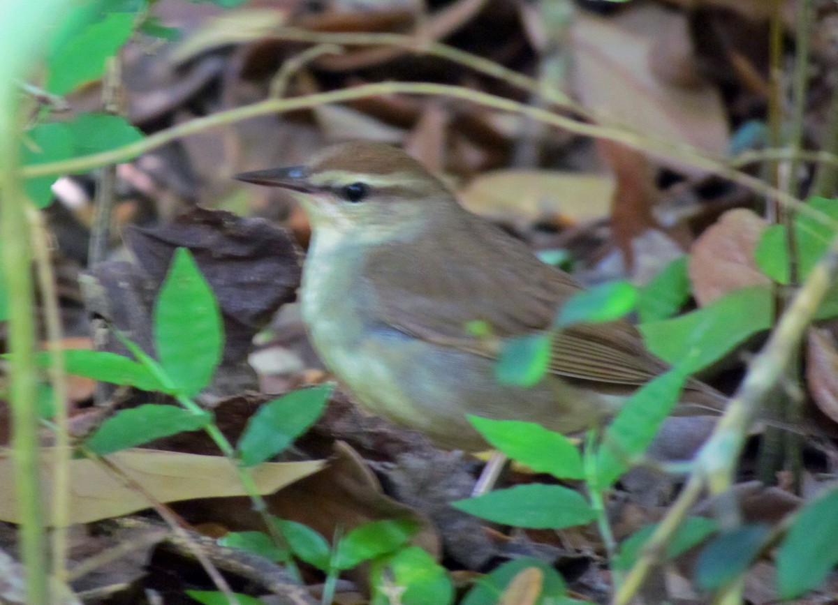 Swainson's Warbler - ML646526542