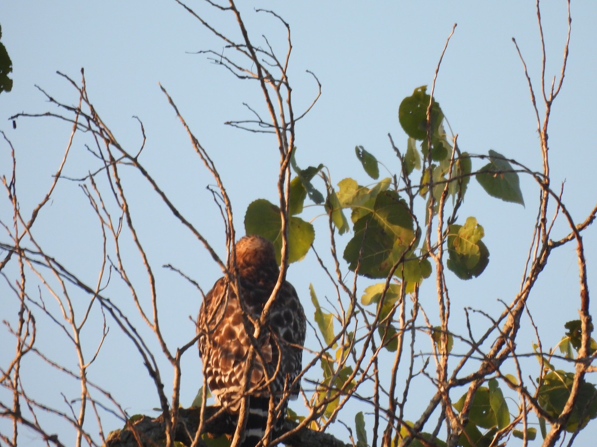 Red-shouldered Hawk - ML646526549