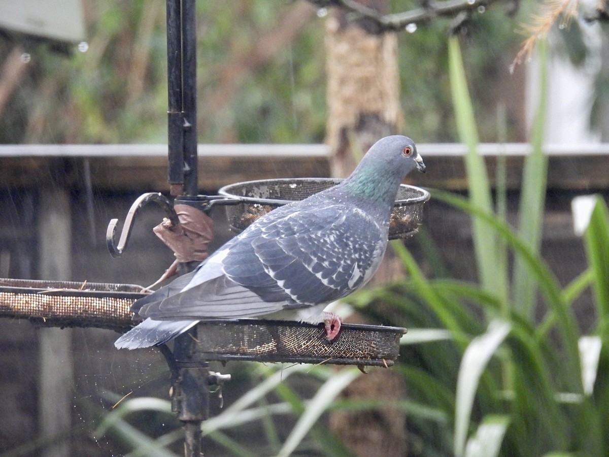 野鴿(野化) - ML646526551