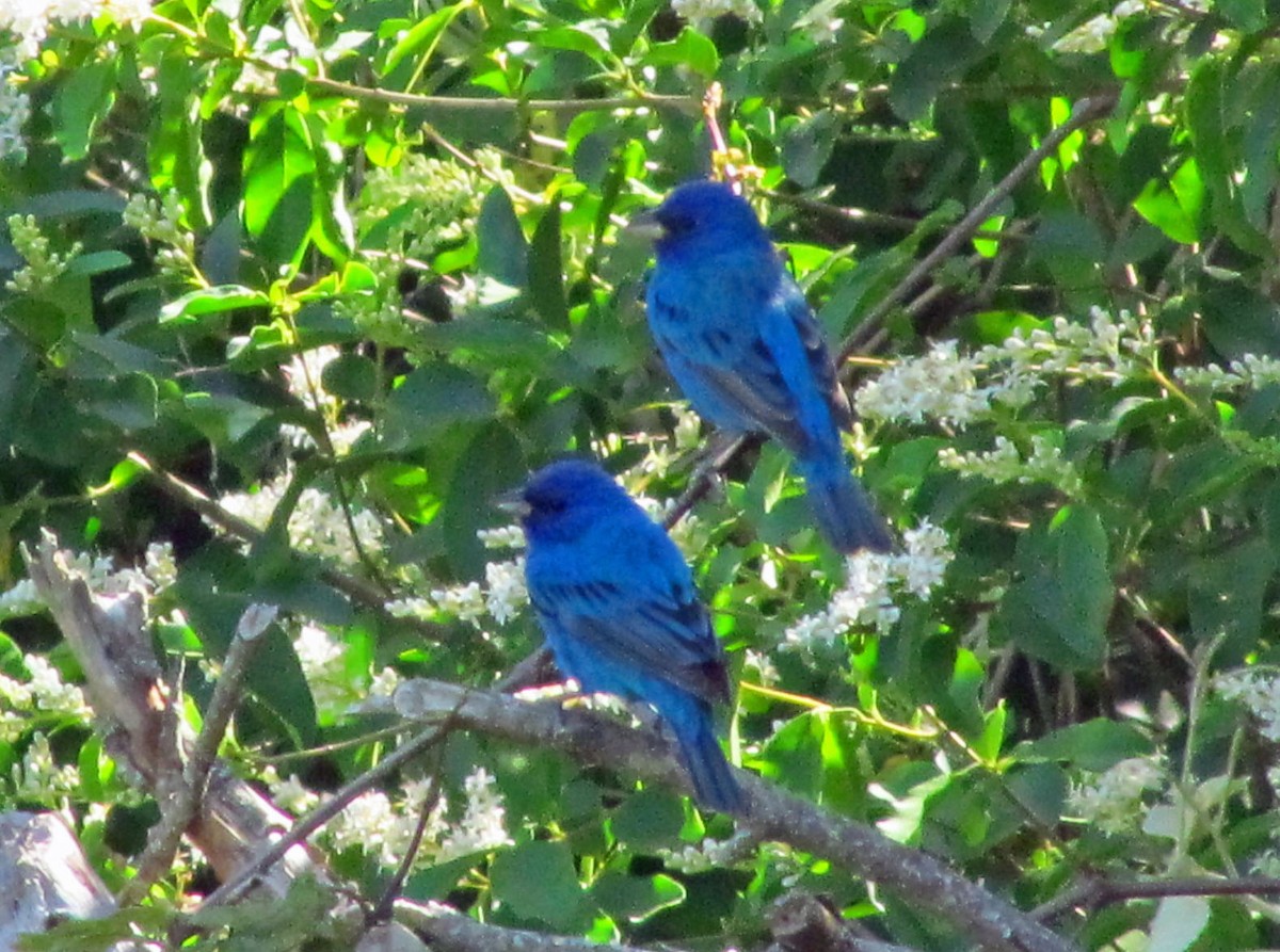 Indigo Bunting - ML646526552