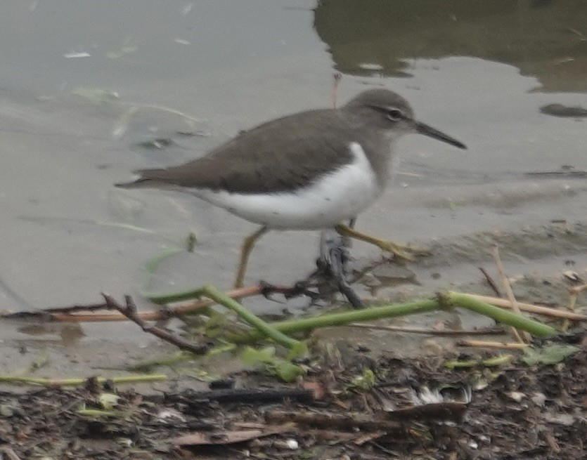 Spotted Sandpiper - ML646526553