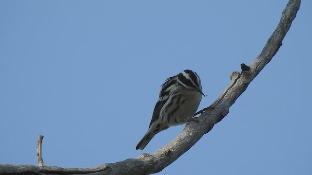 lesňáček černobílý - ML646526554