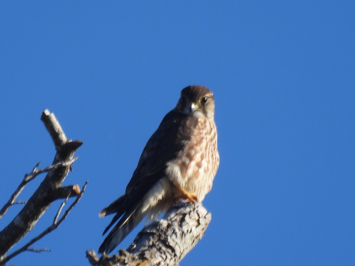 灰背隼 - ML646526557