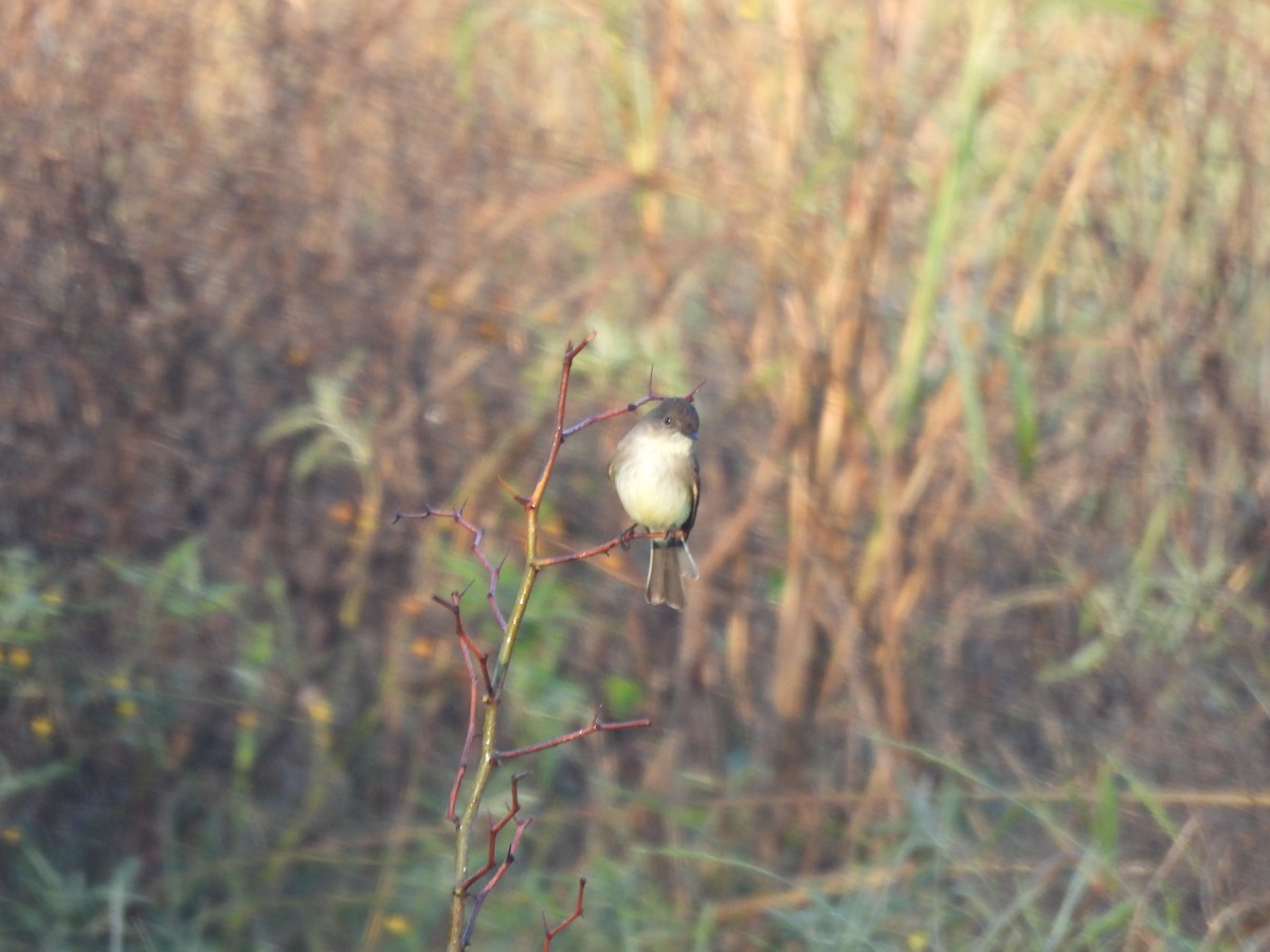 Eastern Phoebe - ML646526558
