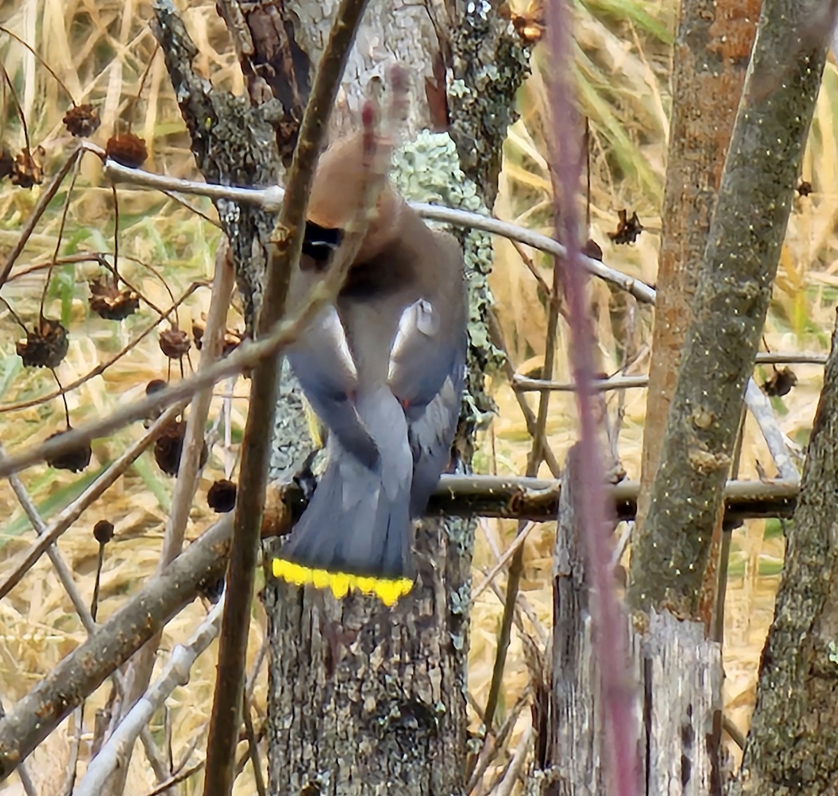 Jaseur d'Amérique - ML646526561