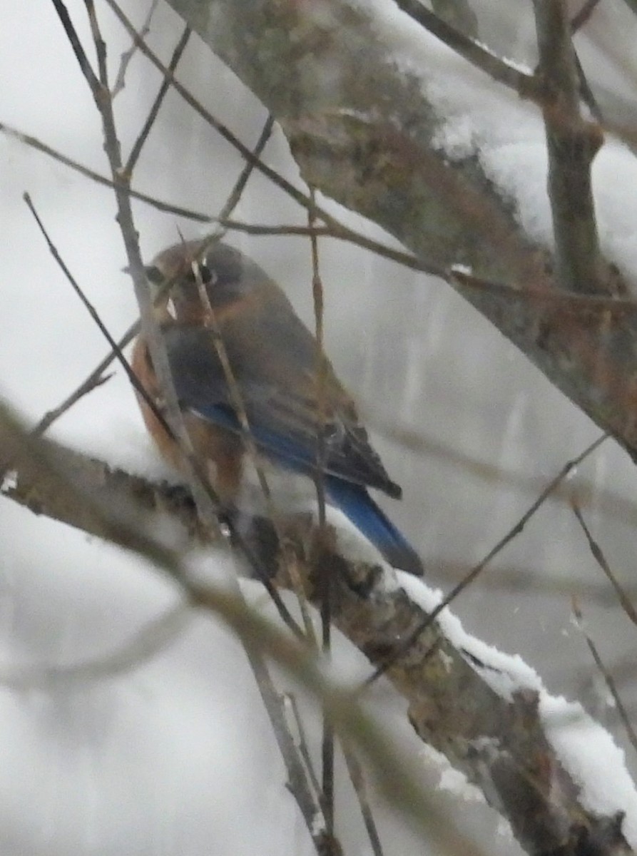 Eastern Bluebird - ML646526565