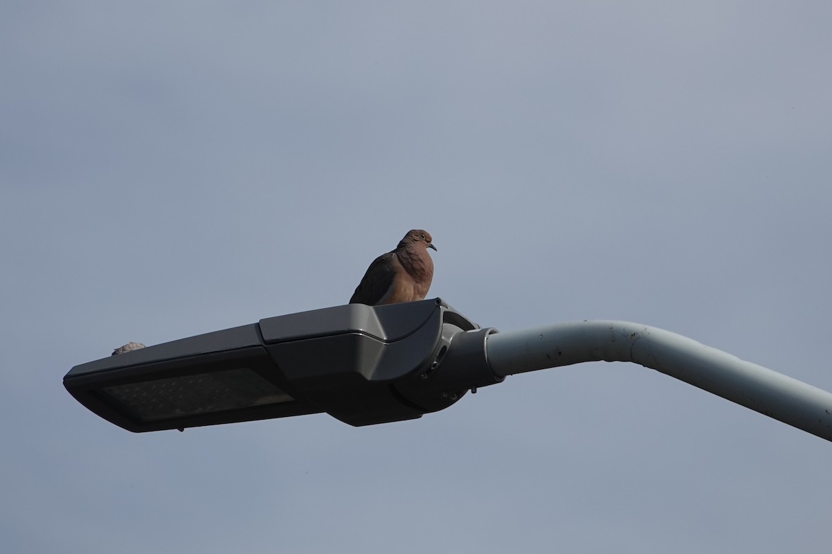 Zenaida arrunta - ML646526566