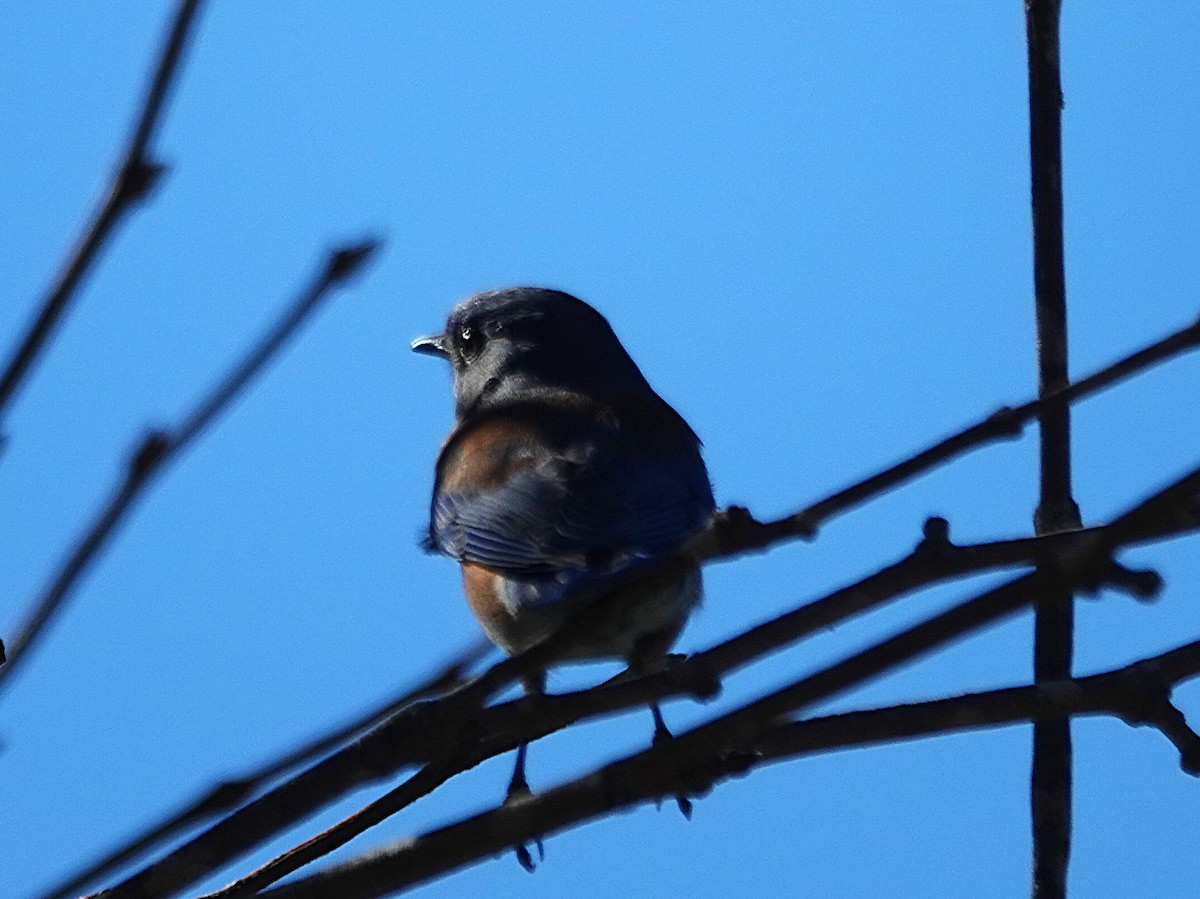 Western Bluebird - ML646526568