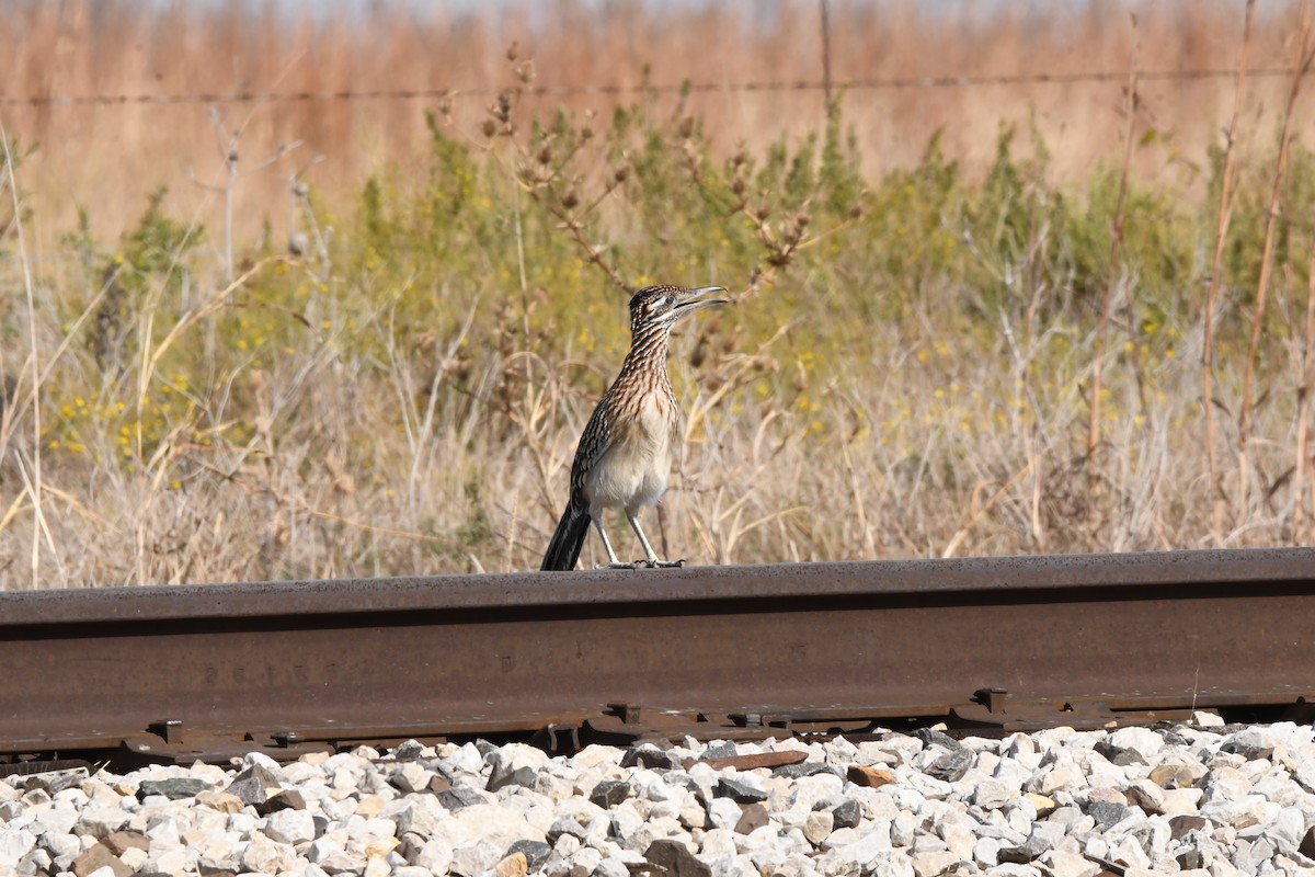 Greater Roadrunner - ML646526570