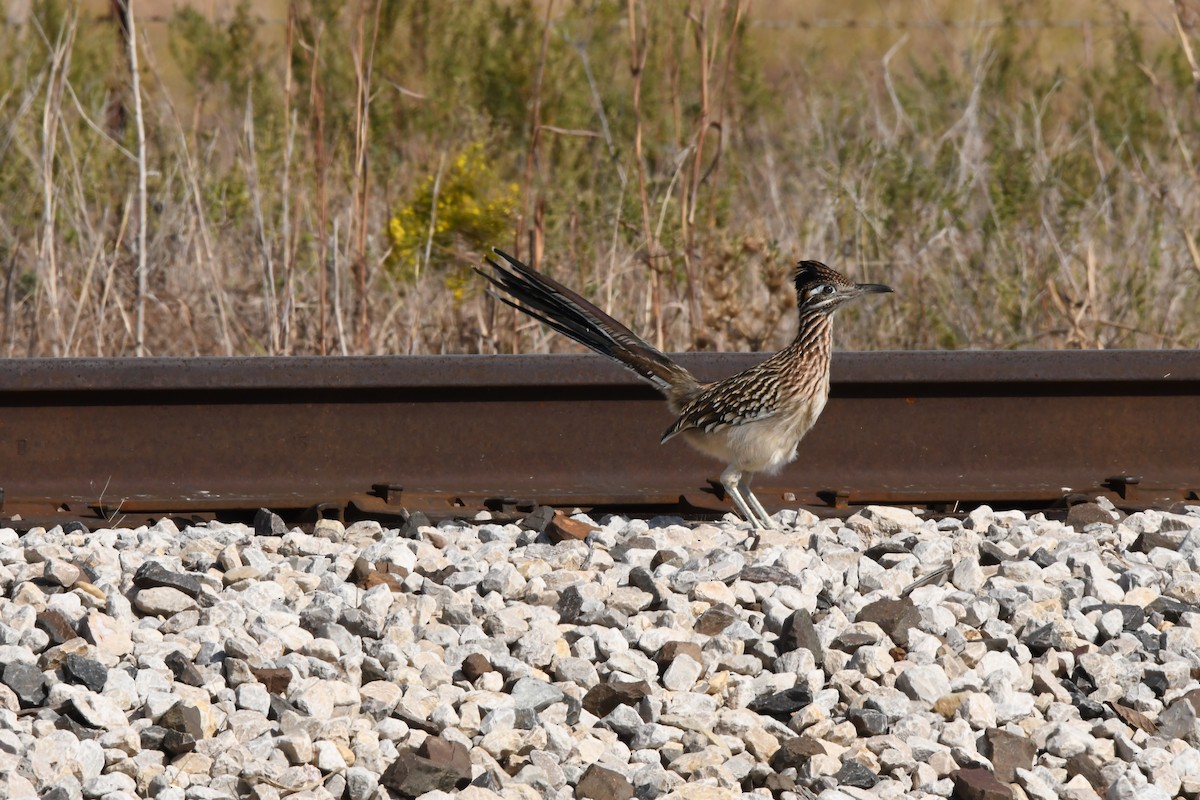 Greater Roadrunner - ML646526572