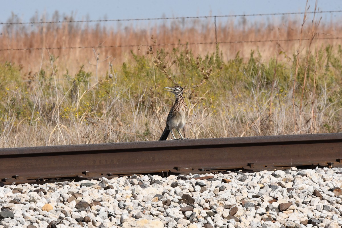 Greater Roadrunner - ML646526573