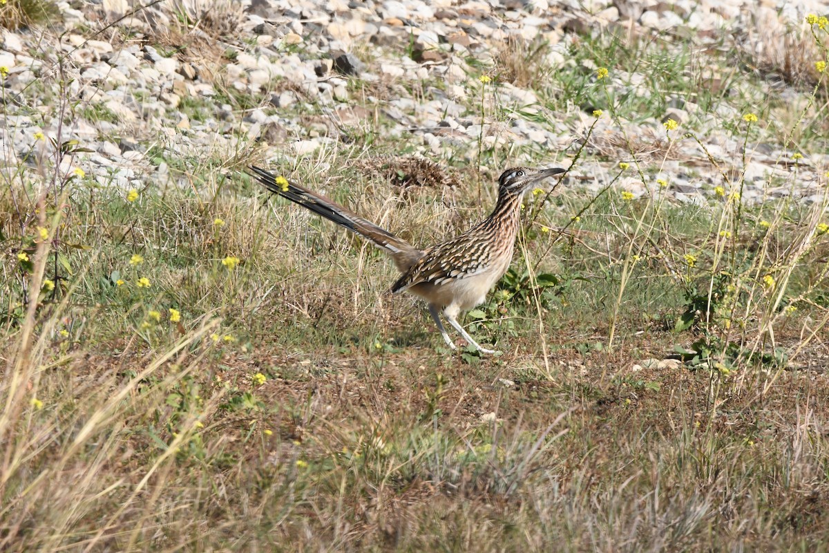 Greater Roadrunner - ML646526574