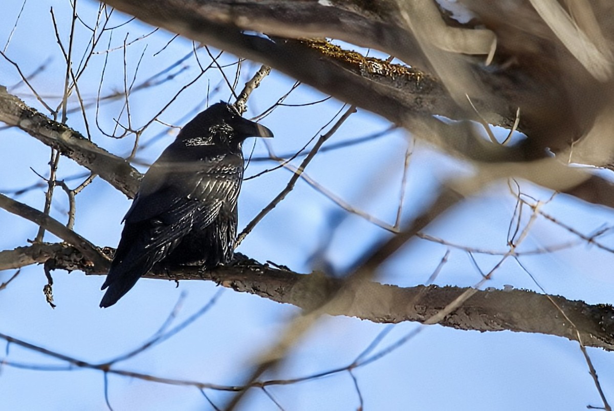 krkavec velký - ML646526575