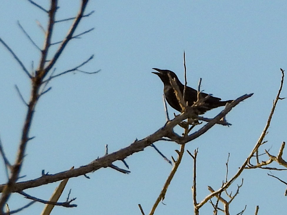 Karayip Kiskalı - ML646526584