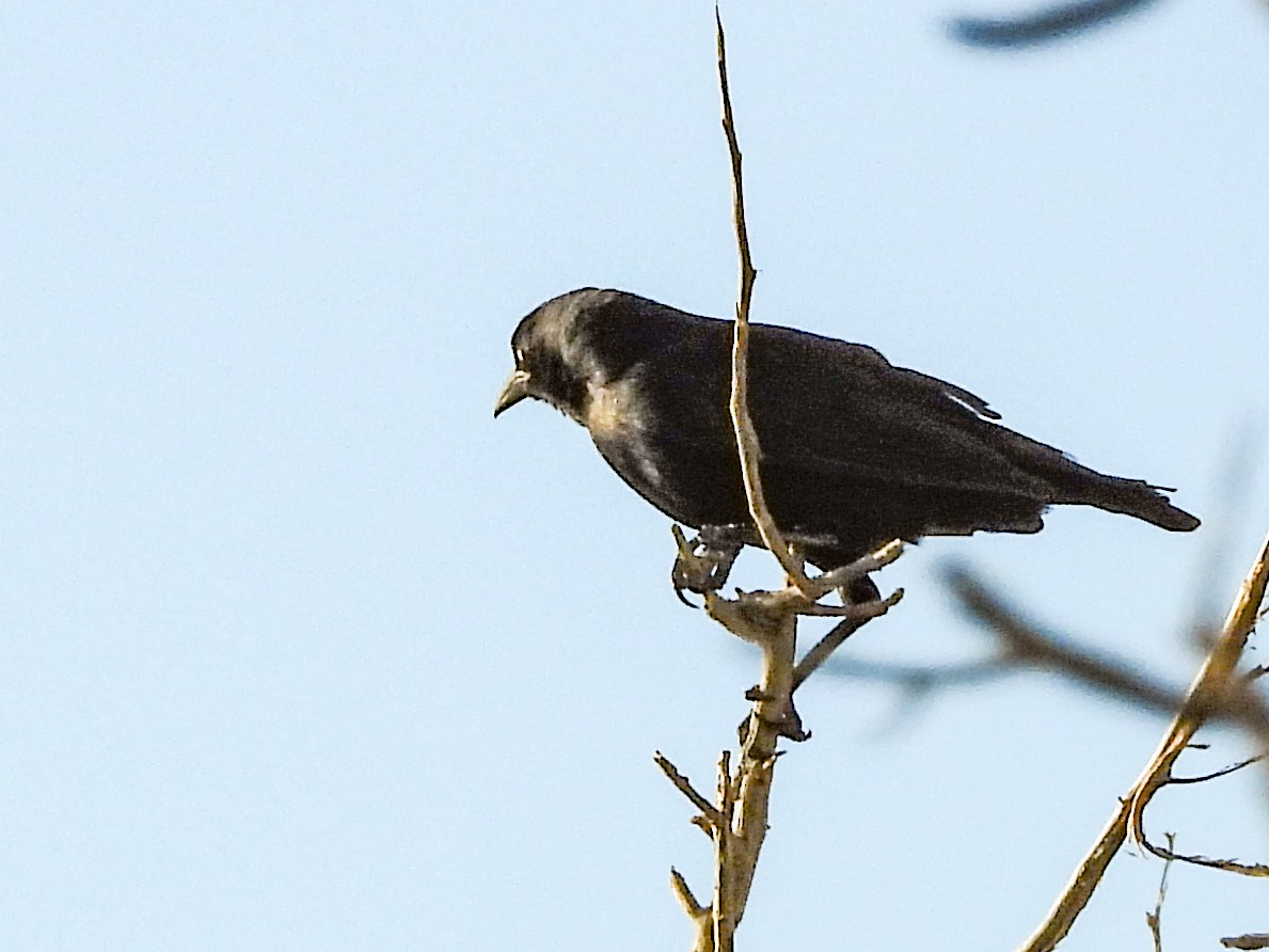 Karayip Kiskalı - ML646526585