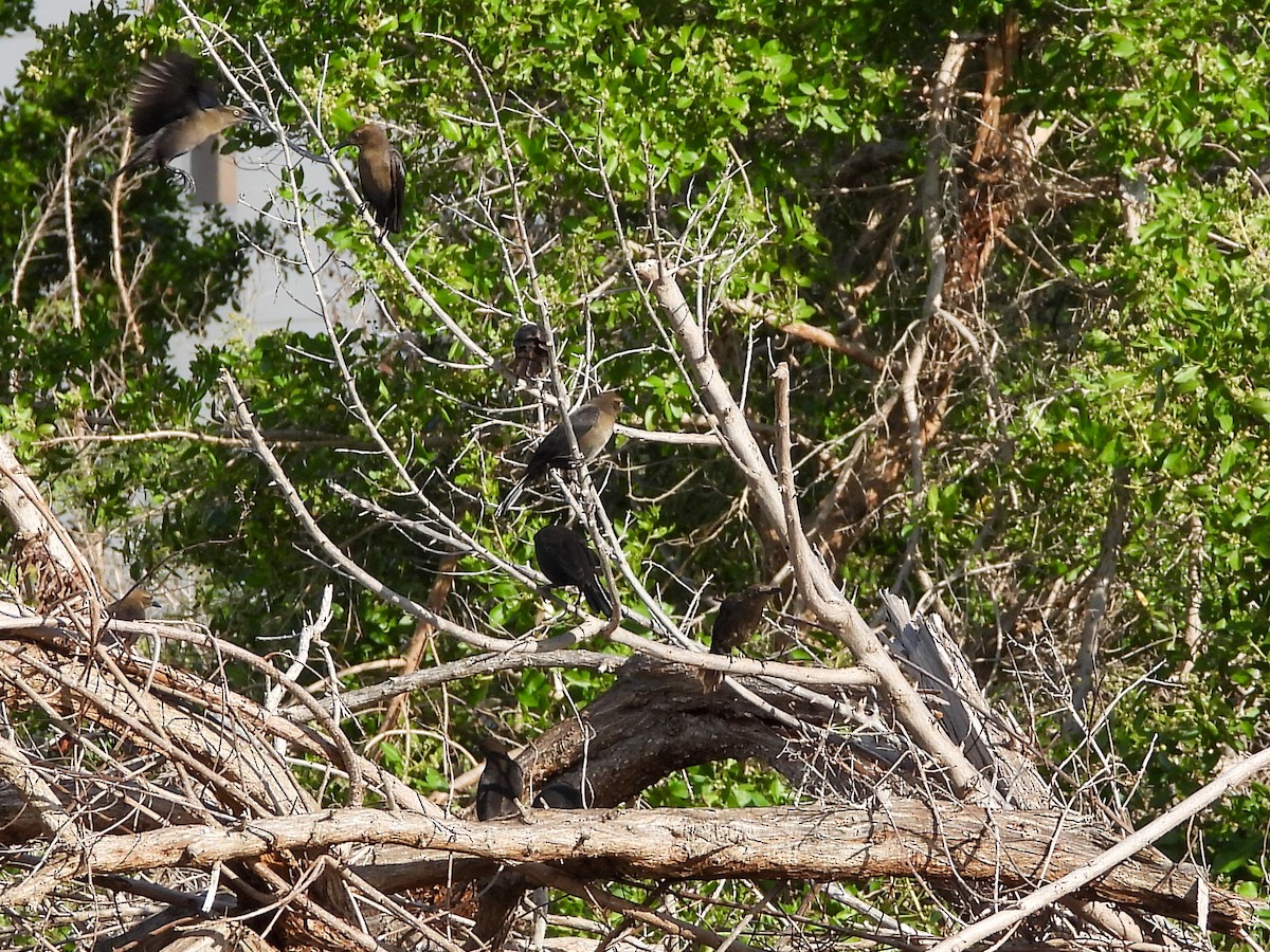 Karayip Kiskalı - ML646526586