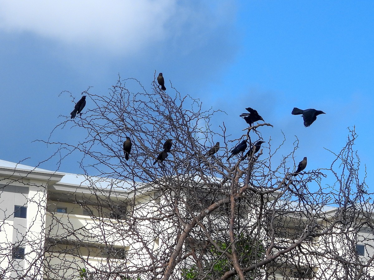 Karayip Kiskalı - ML646526587