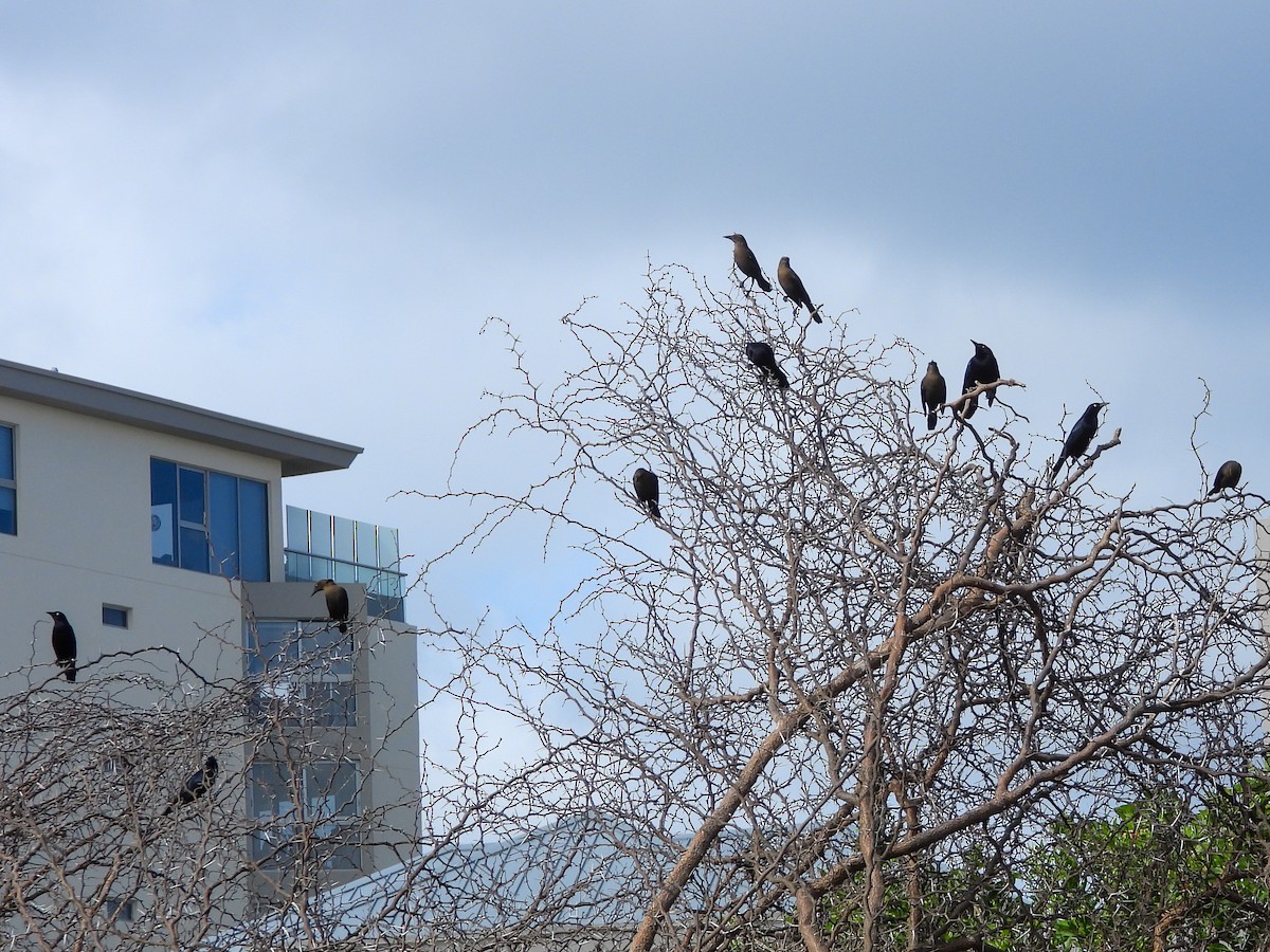 Karayip Kiskalı - ML646526588