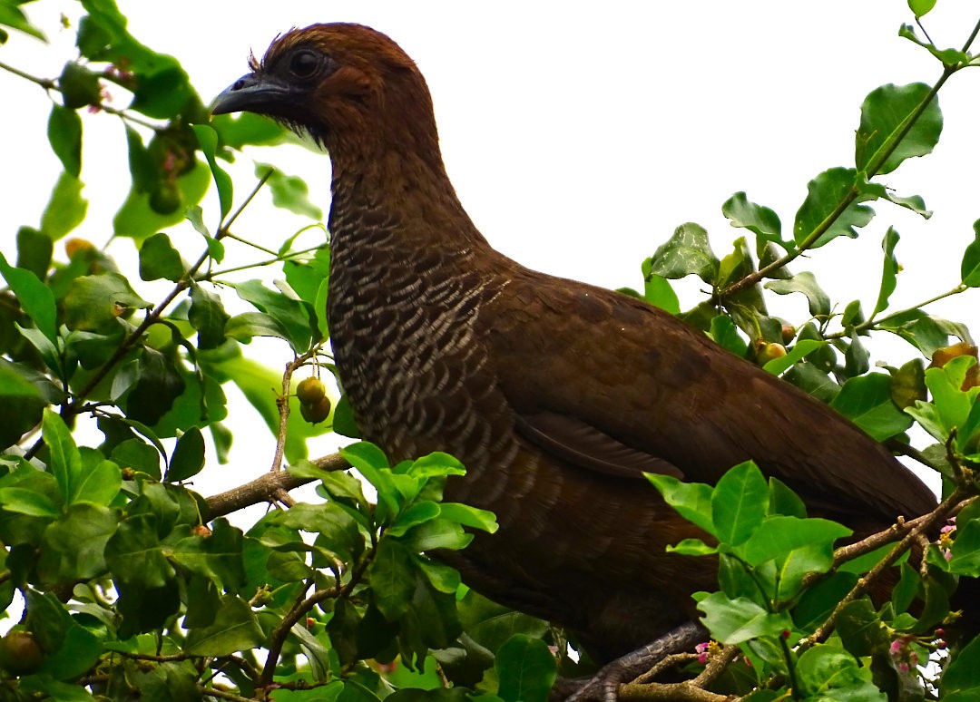 Chachalaca Escamosa - ML646526589