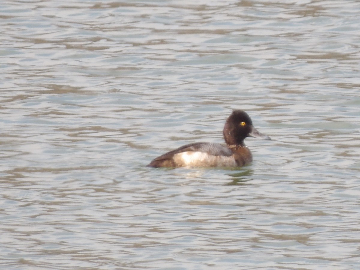 コスズガモ - ML646526591