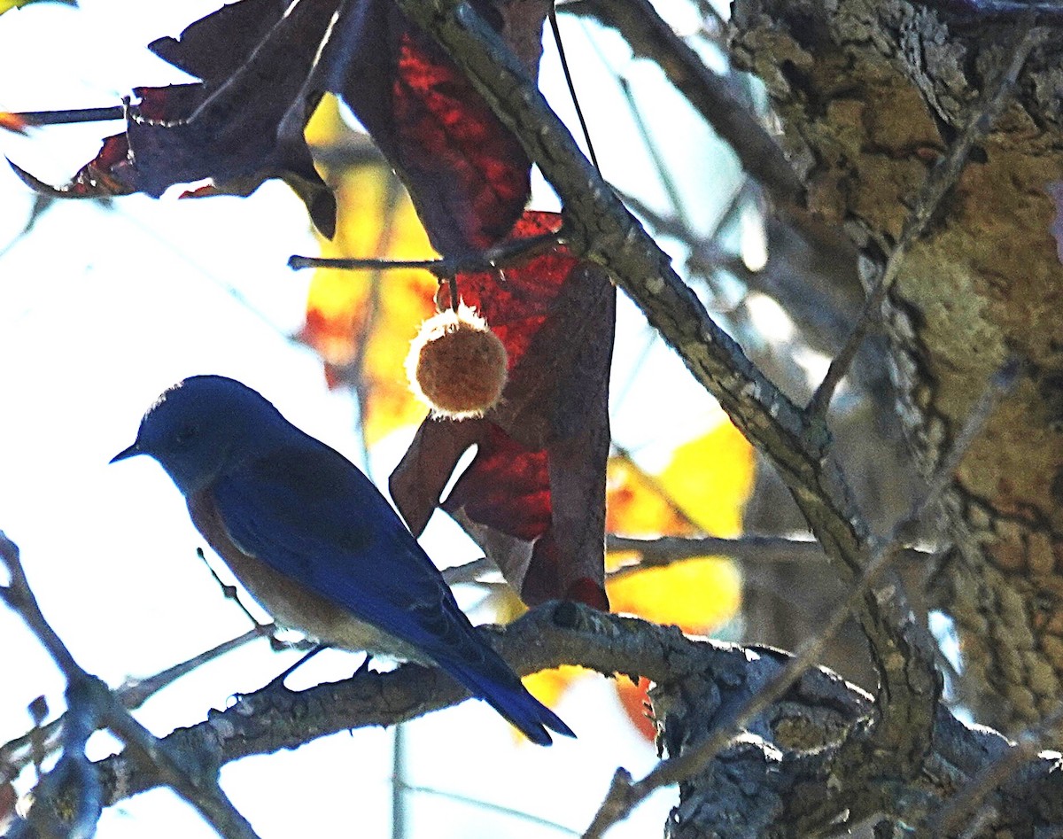 Western Bluebird - ML646526592