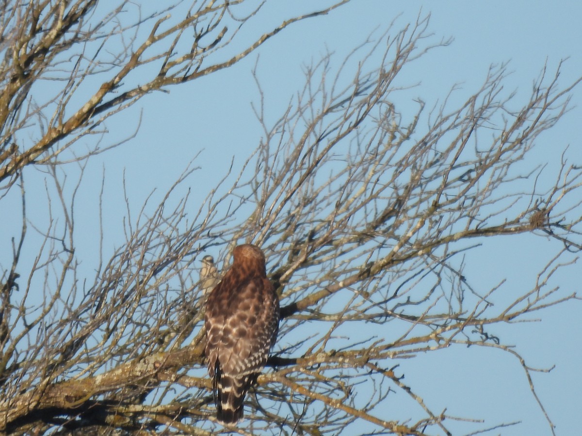 Downy Woodpecker - ML646526593
