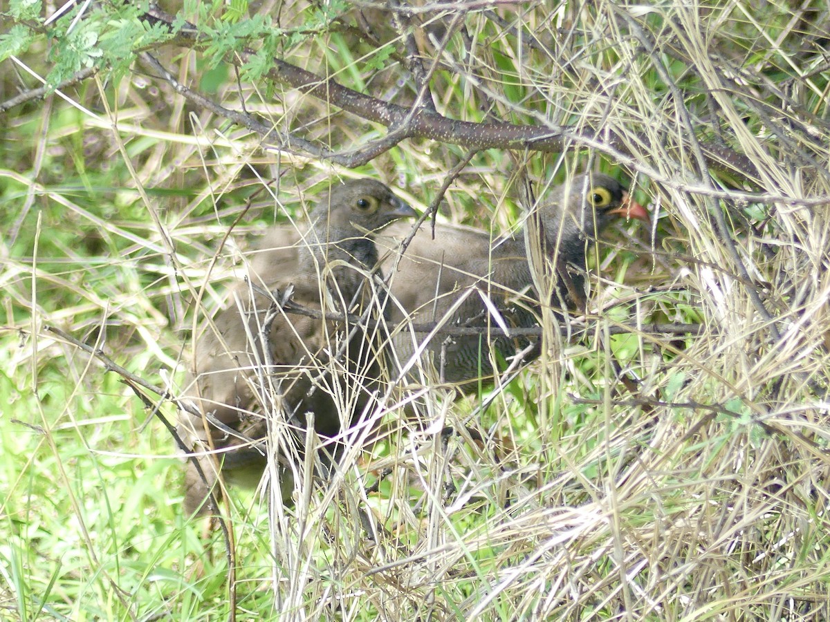 Red-billed Spurfowl - ML646526594