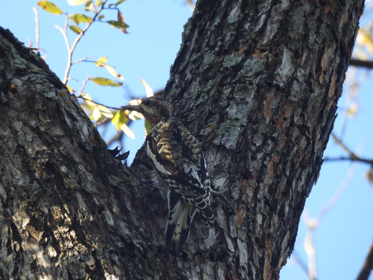 Yellow-bellied Sapsucker - ML646526597