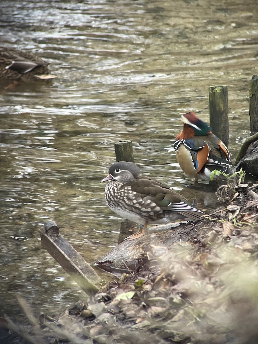 Mandarin Ördeği - ML646526598