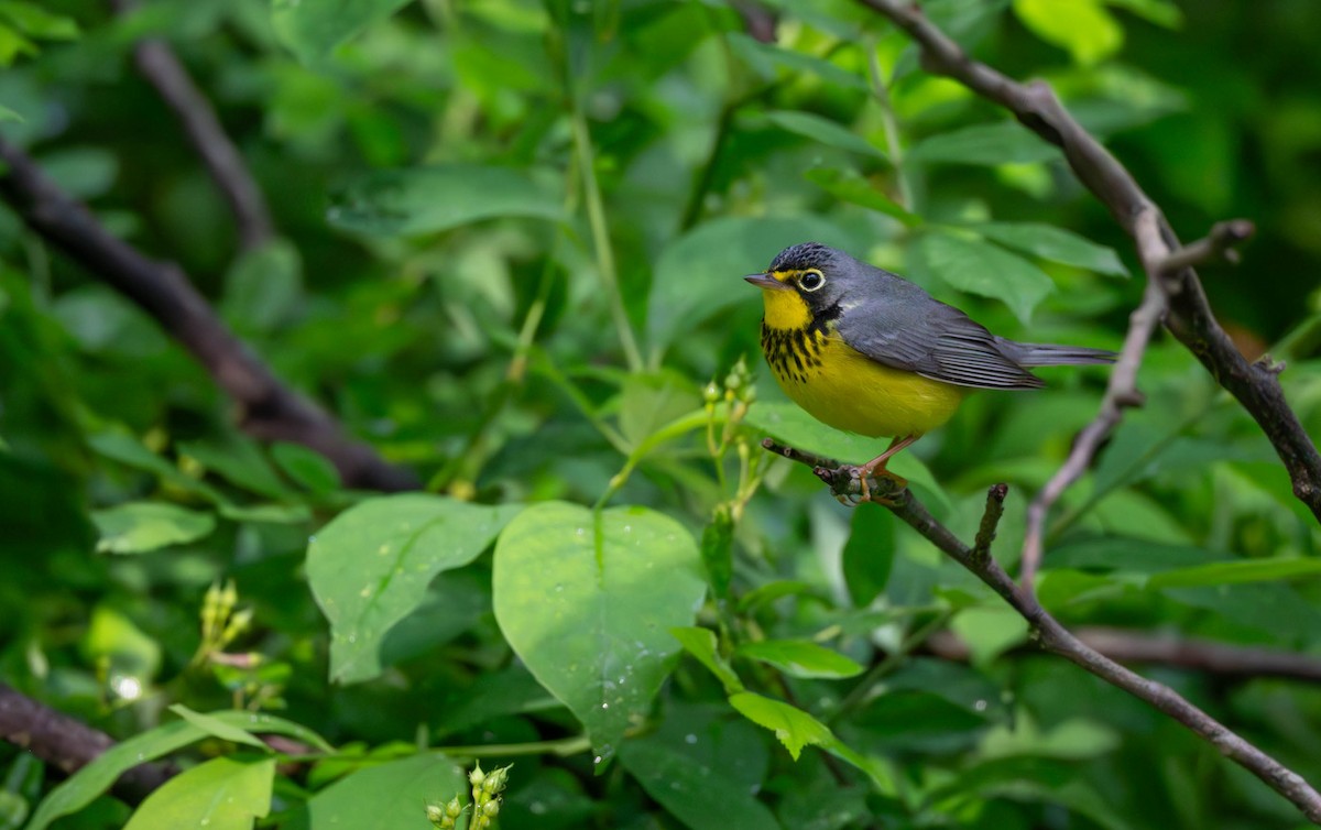 Канадская вильсония - ML646526599