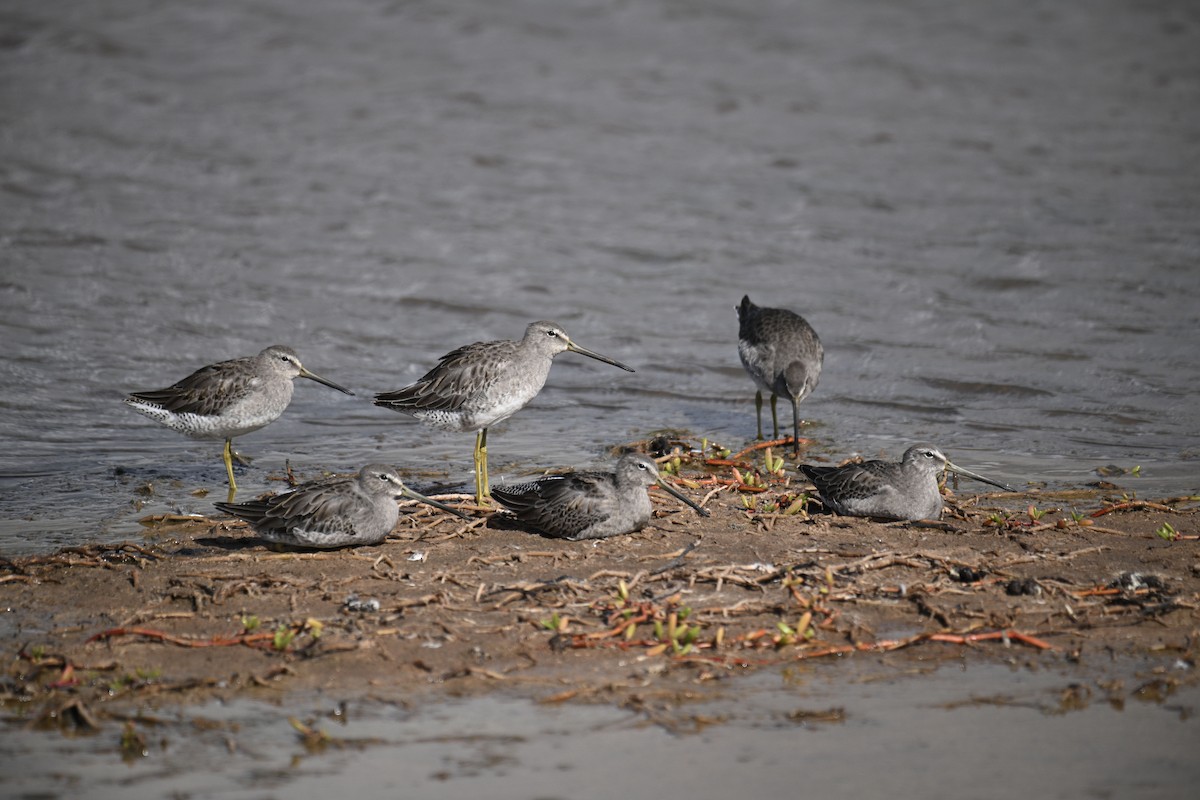 Long-billed Dowitcher - ML646526600