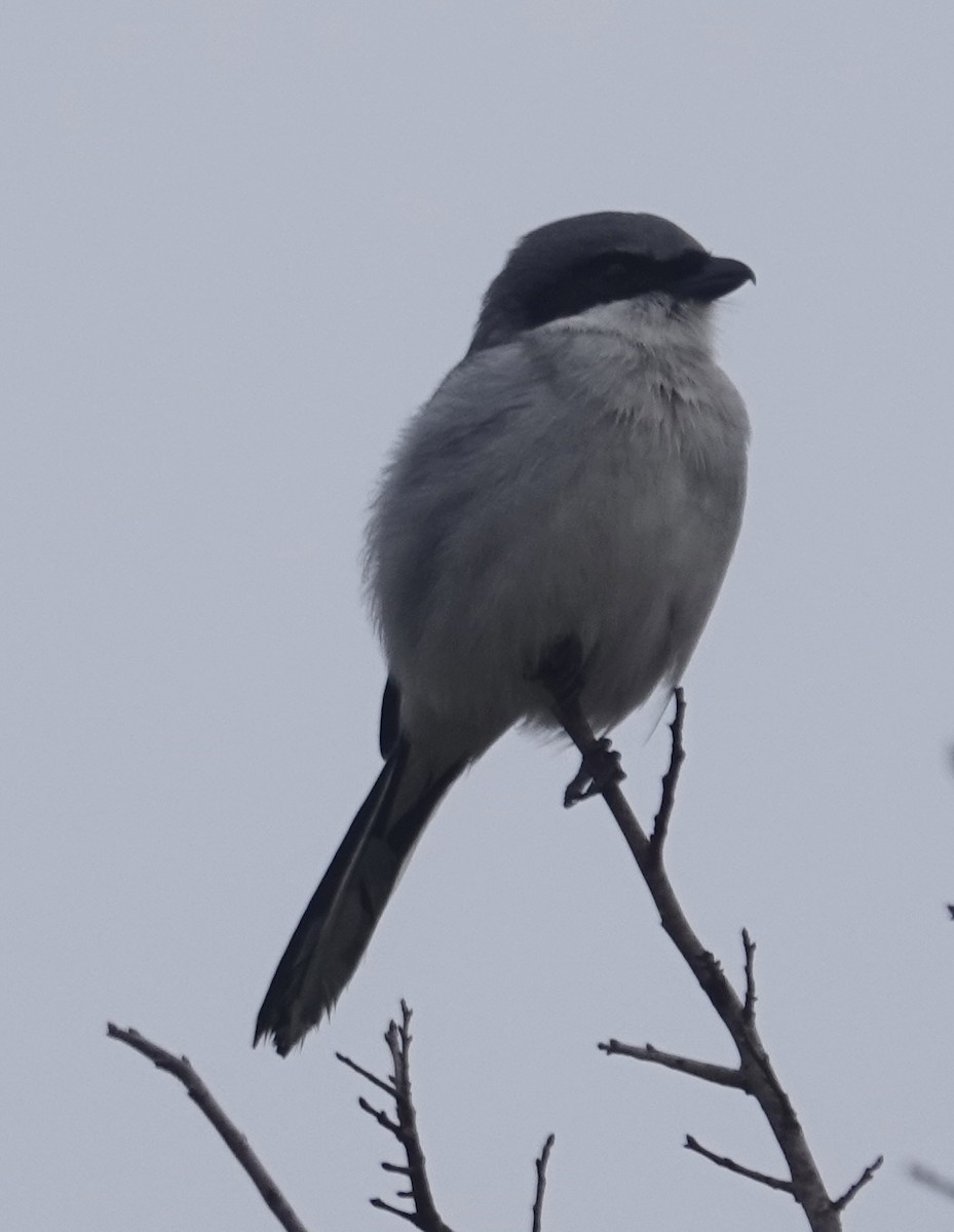 Loggerhead Shrike - ML646526601