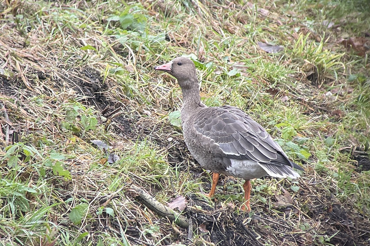 Sakarca (albifrons) - ML646526602