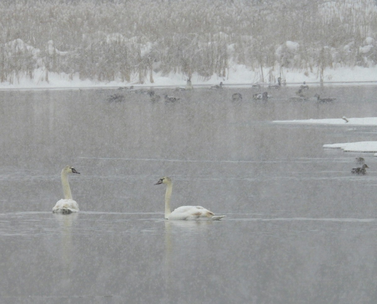 Mute Swan - ML646526604