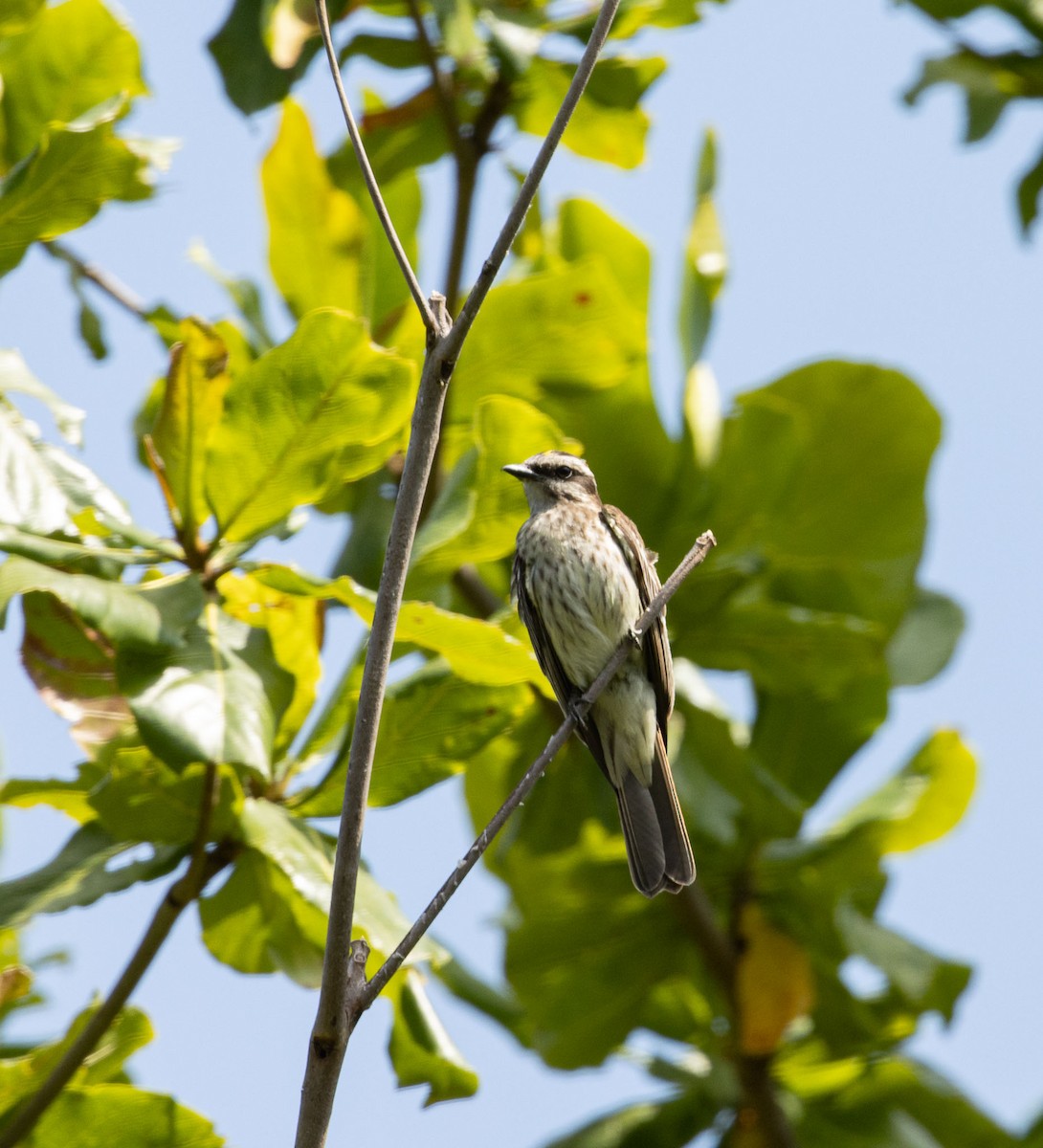 Variegated Flycatcher - ML646526605