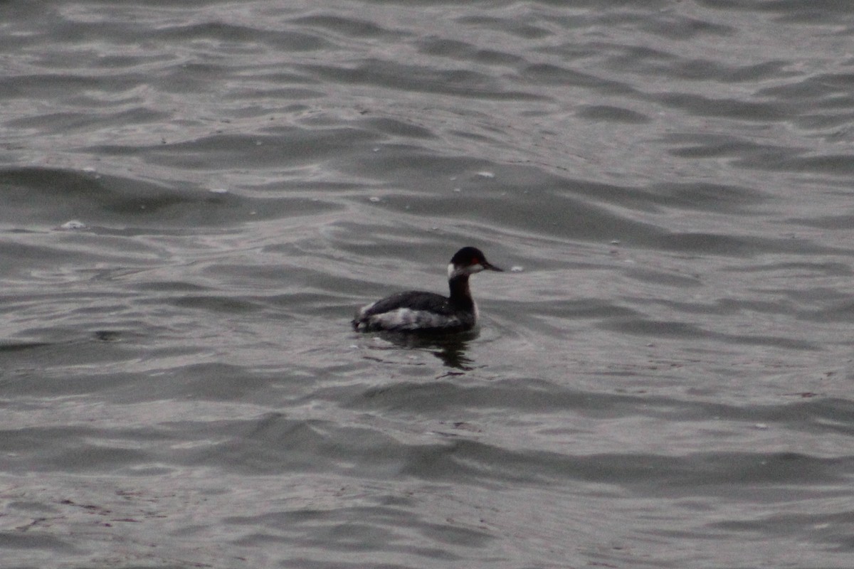 Horned Grebe - ML646526606