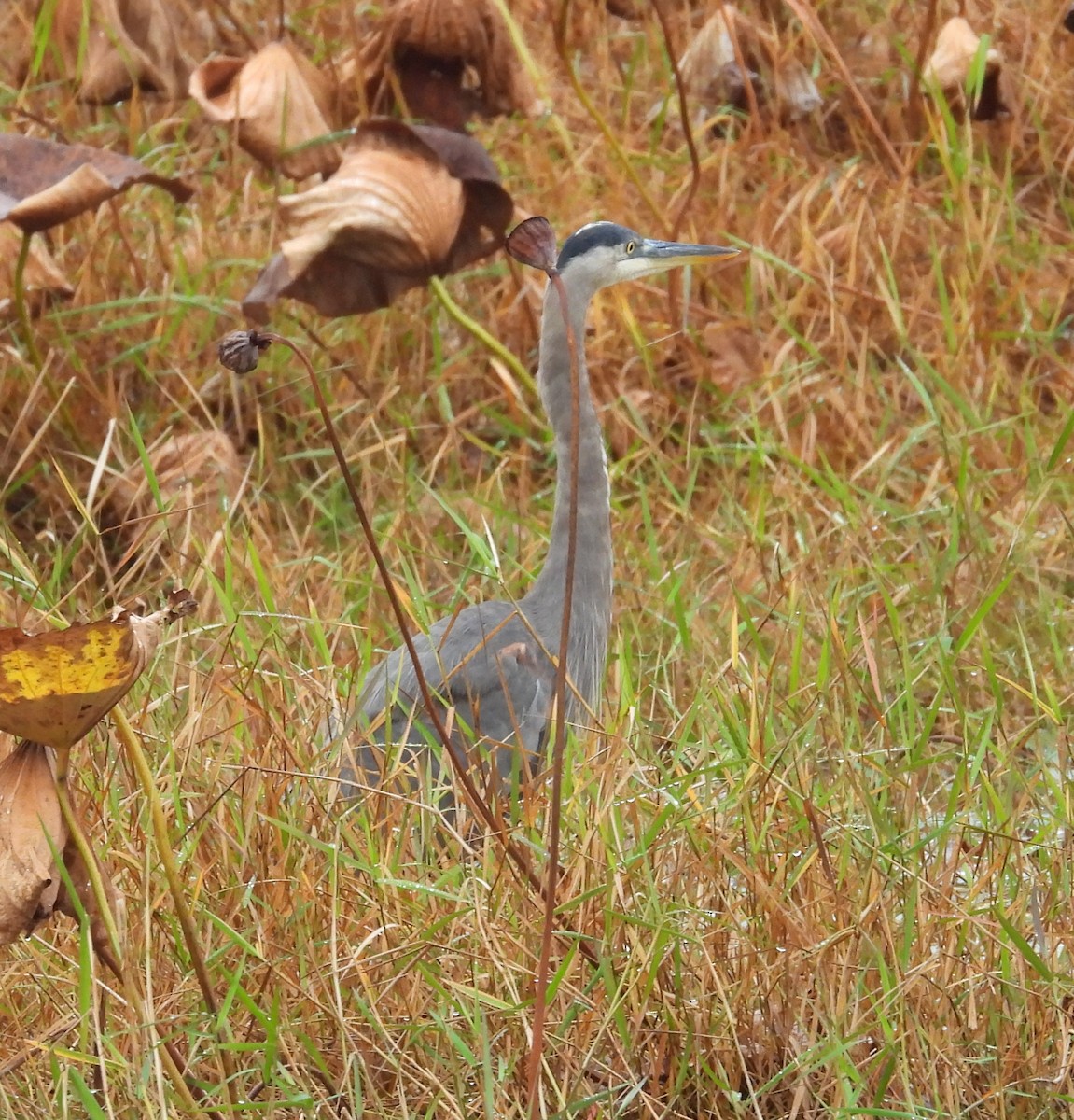 Great Blue Heron - ML646526609