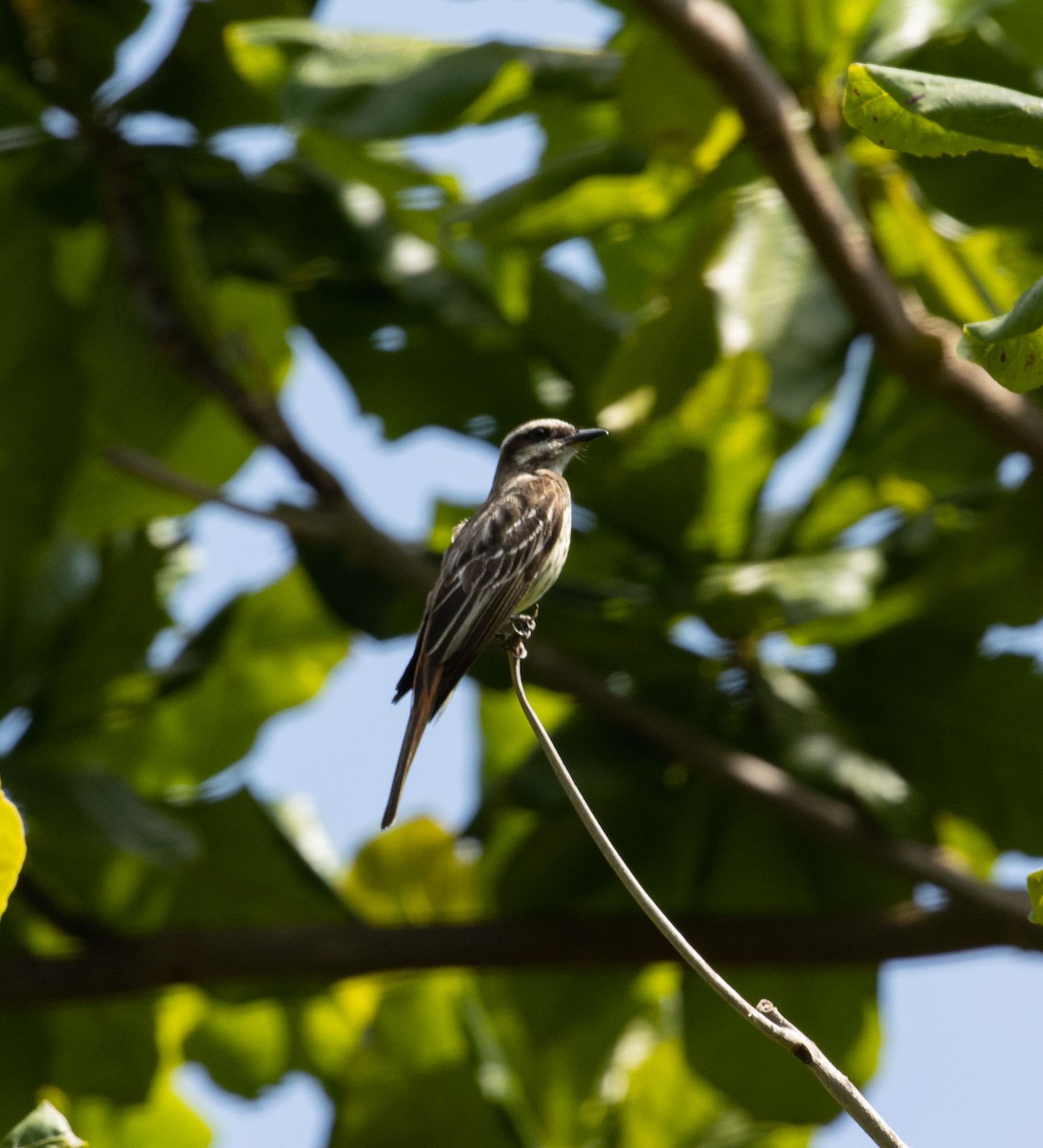 Variegated Flycatcher - ML646526610