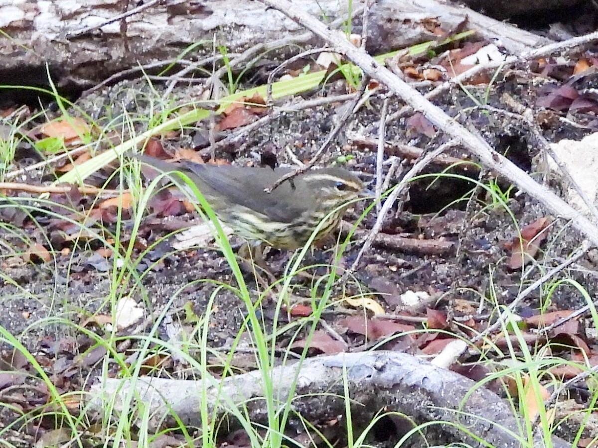 Kuzeyli Su Ötleğeni - ML646526611