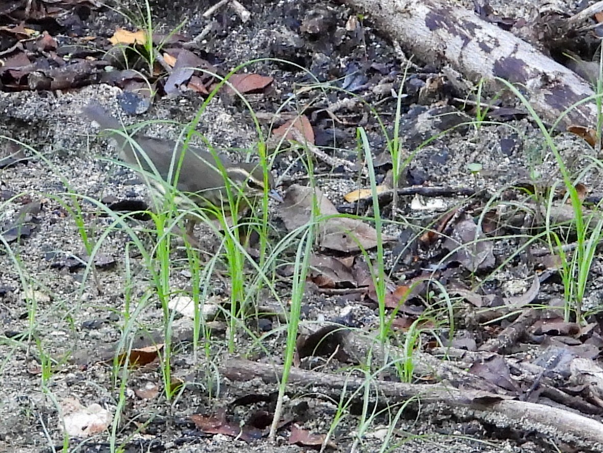 Kuzeyli Su Ötleğeni - ML646526612