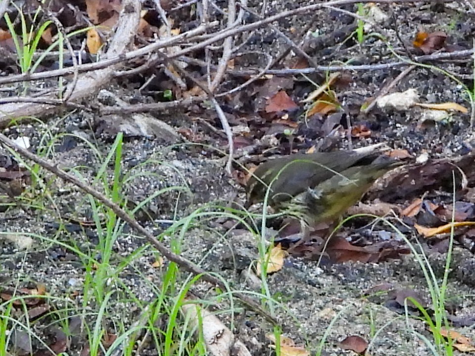 Kuzeyli Su Ötleğeni - ML646526613