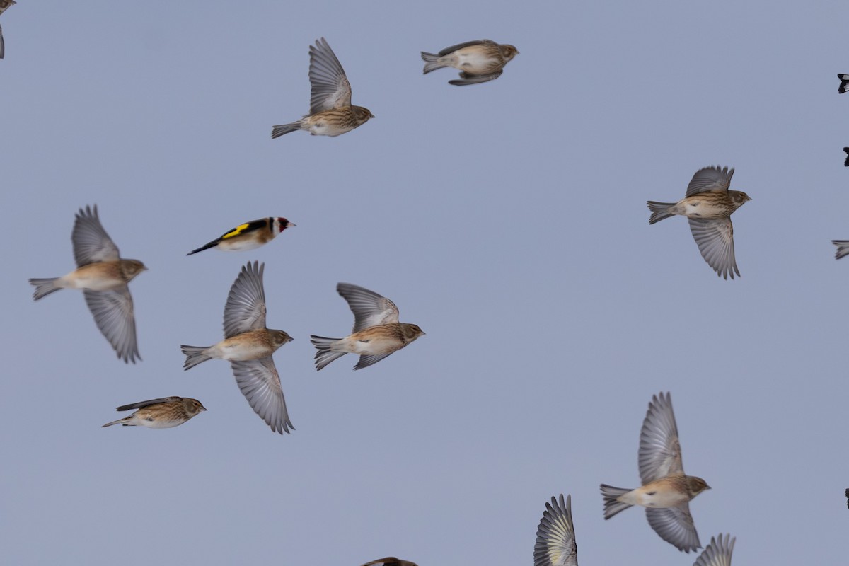 Eurasian Linnet - ML646526614