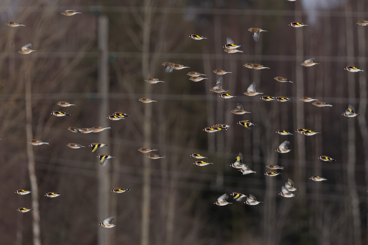 Eurasian Linnet - ML646526615
