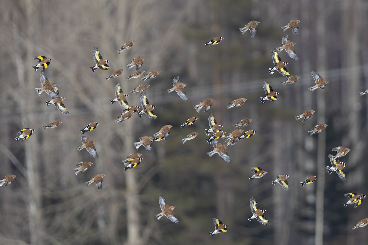 Eurasian Linnet - ML646526616