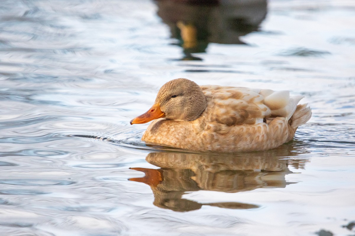 Mallard - ML646526619